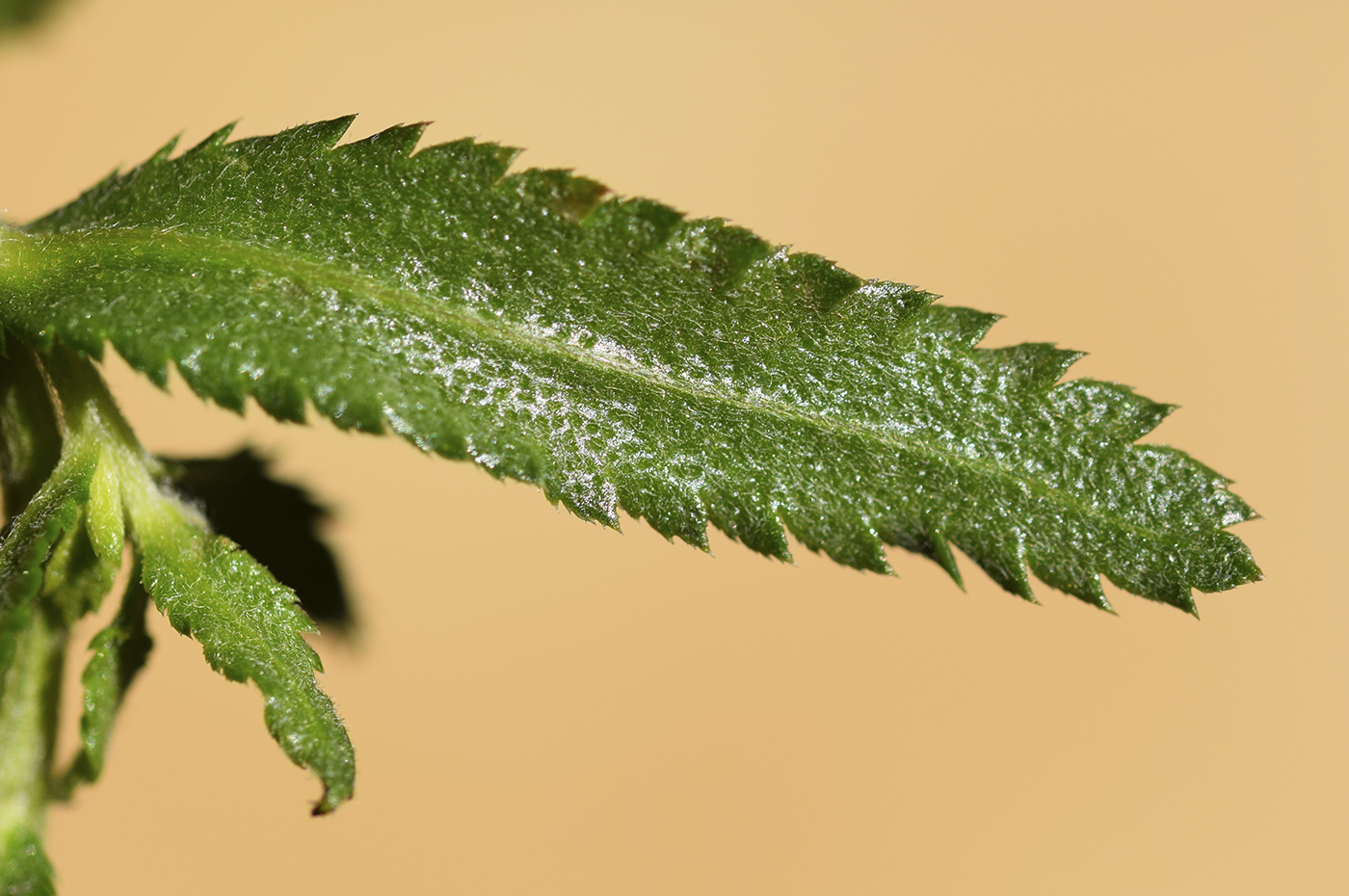 Image of Achillea pyrenaica specimen.