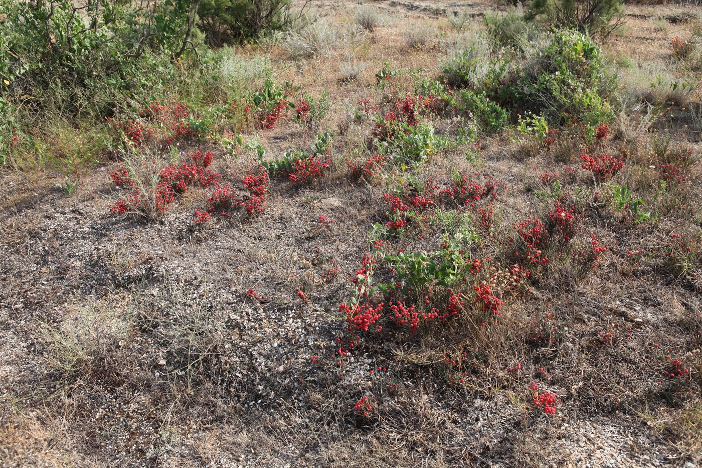 Image of Ephedra distachya specimen.