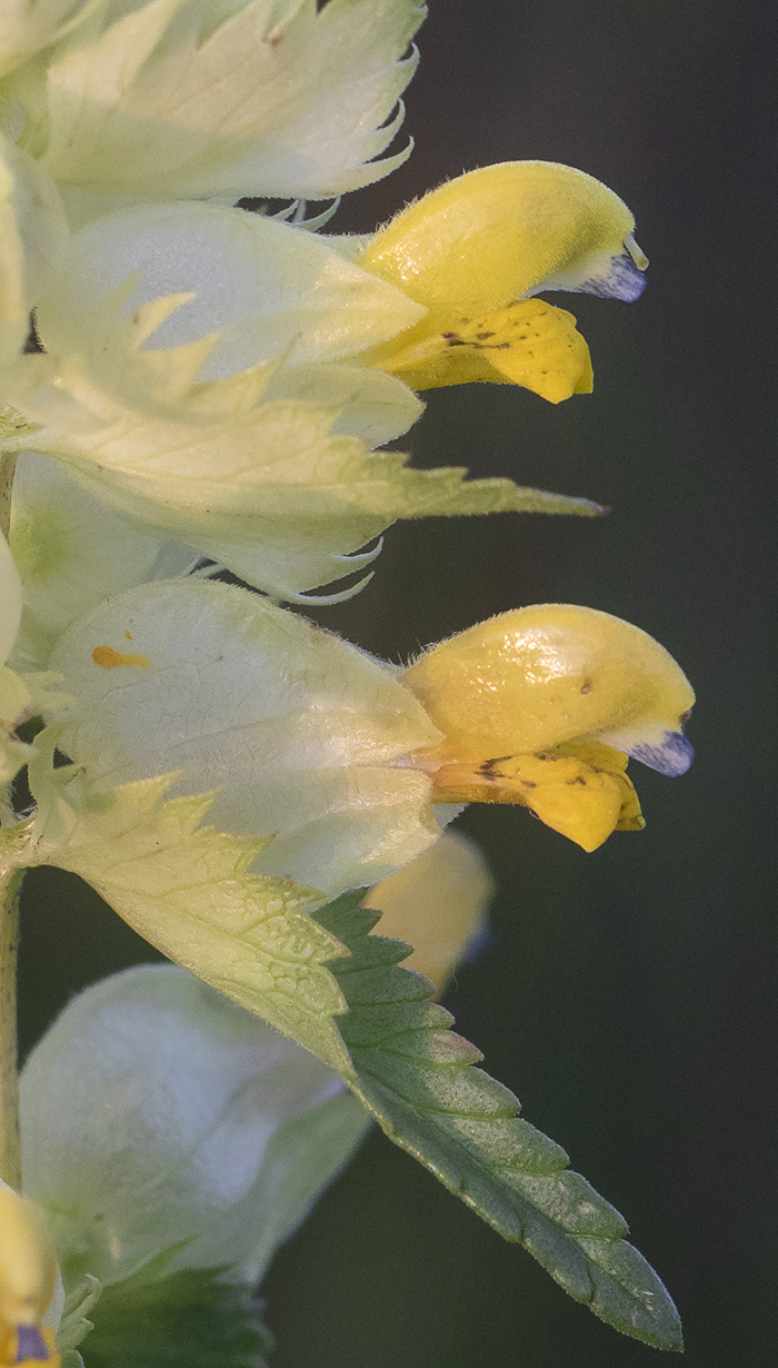 Изображение особи Rhinanthus minor.