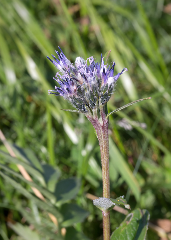 Image of Saussurea alpina specimen.