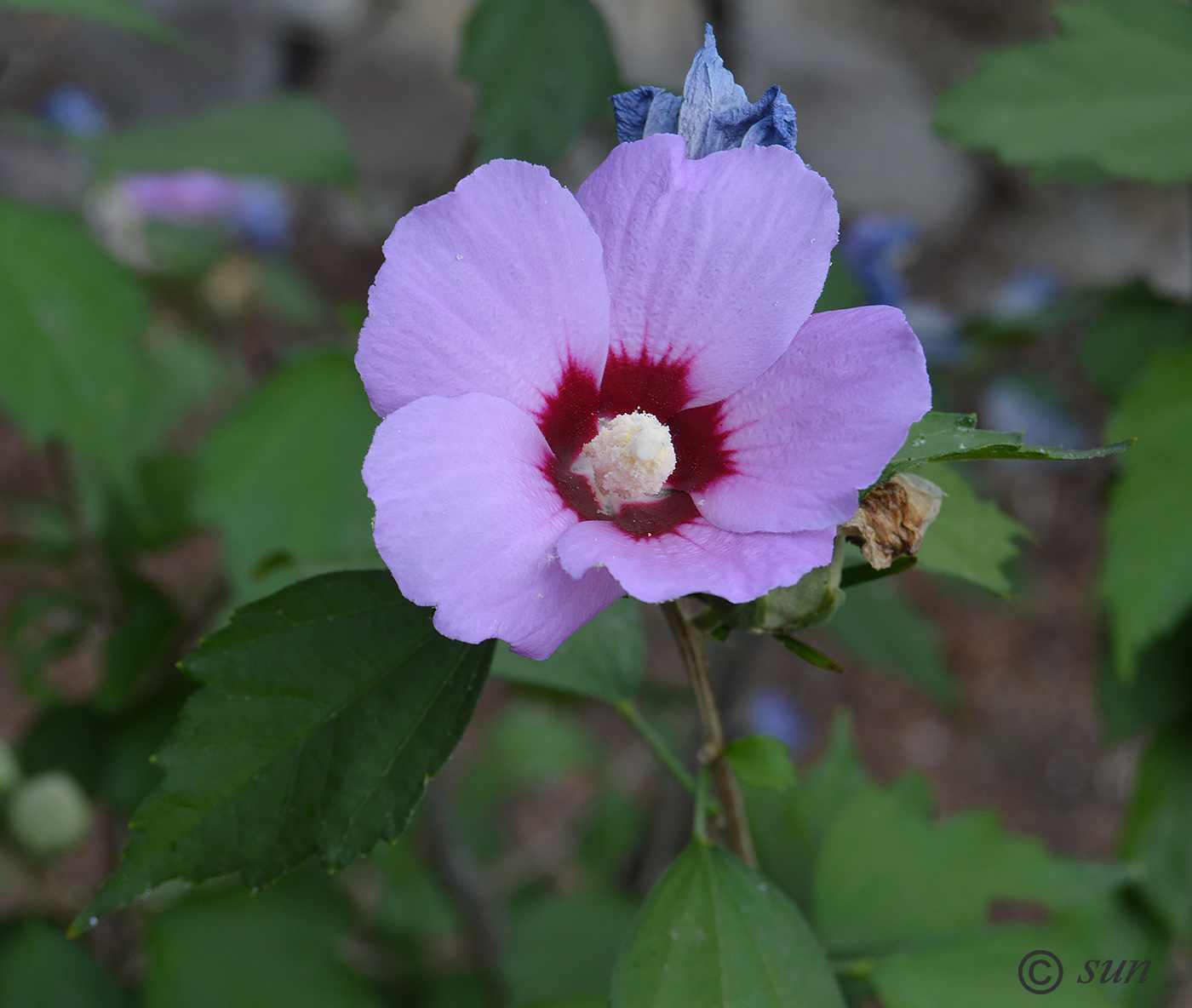 Изображение особи Hibiscus syriacus.