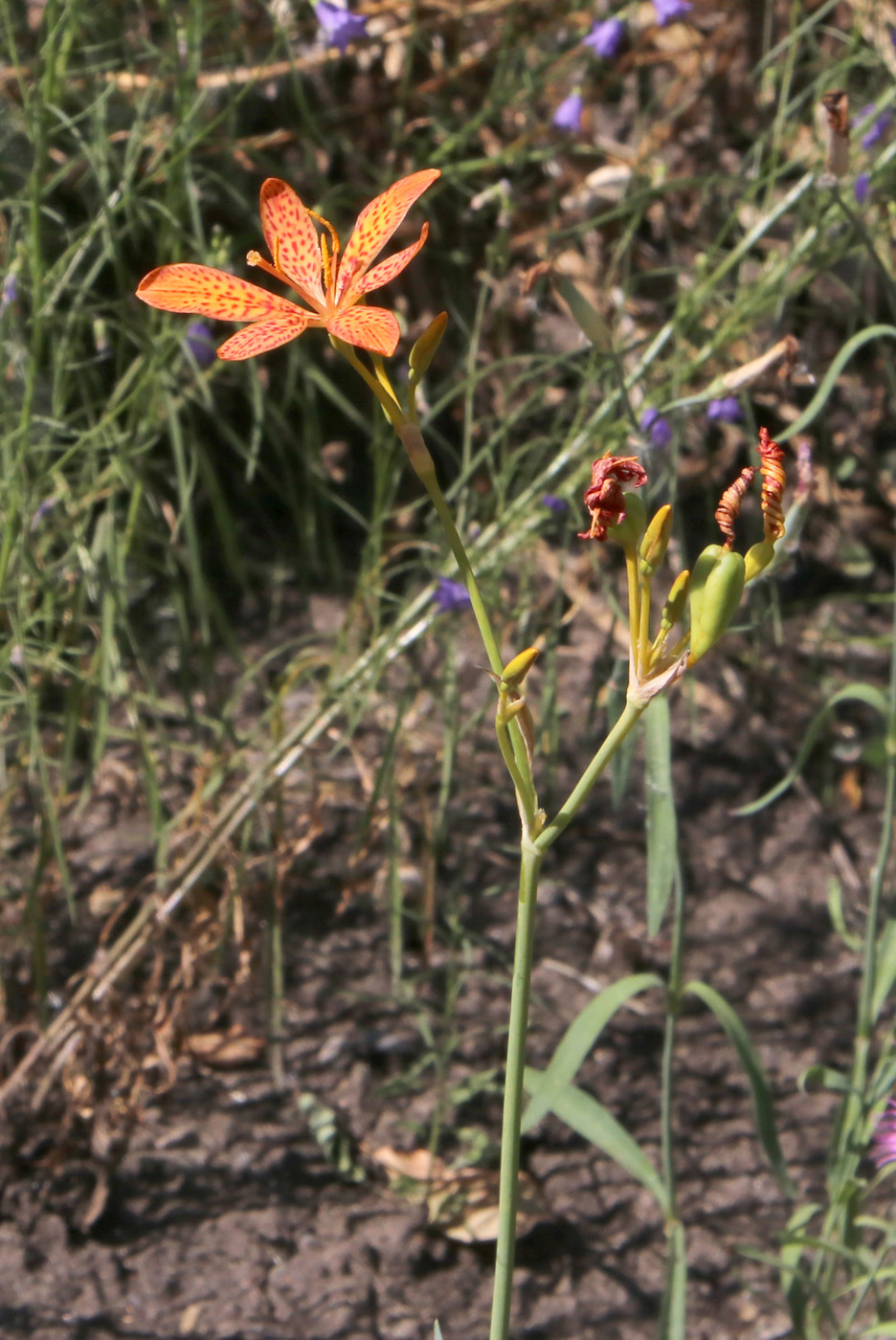 Image of Belamcanda chinensis specimen.