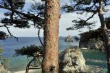 Pinus densiflora. Часть ствола. Приморье, Хасанский р-н, окр. с. Рязановка, мыс Сосновый, прибрежная скала, сосновая роща. 02.10.2021.