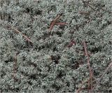 Cladonia rangiferina. Талломы. Владимирская обл., Сулогодский р-н, окр. дер Митино, в молодом сосновом редколесье, на почве. 03.07.2021.