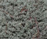 Cladonia rangiferina