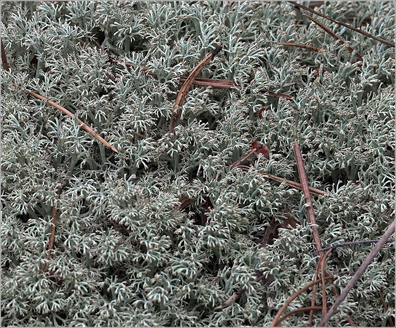 Image of Cladonia rangiferina specimen.