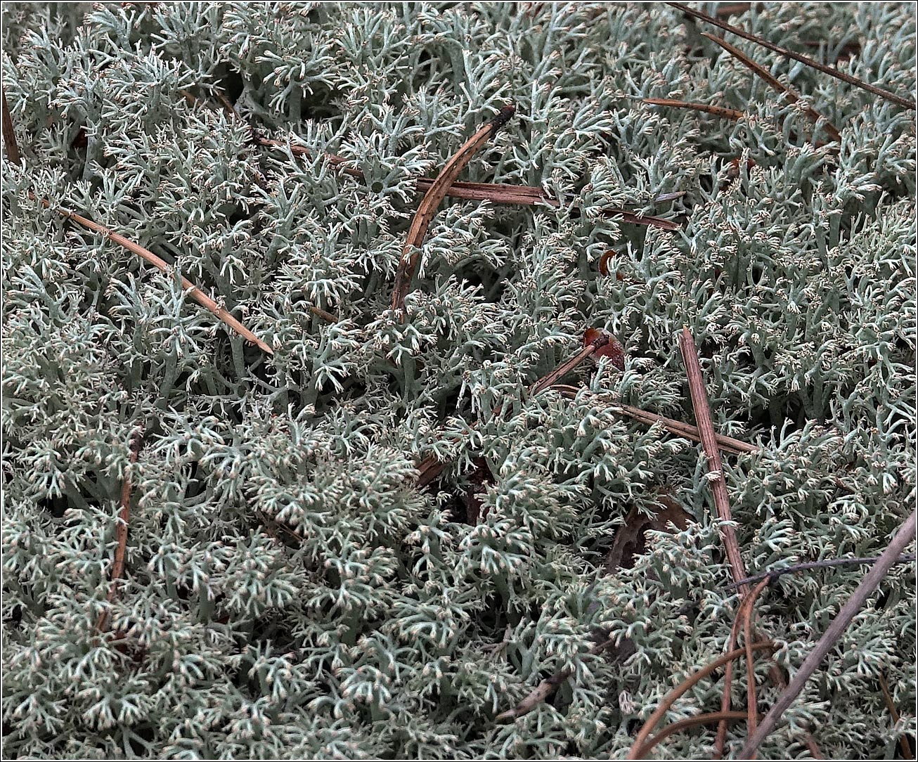 Изображение особи Cladonia rangiferina.