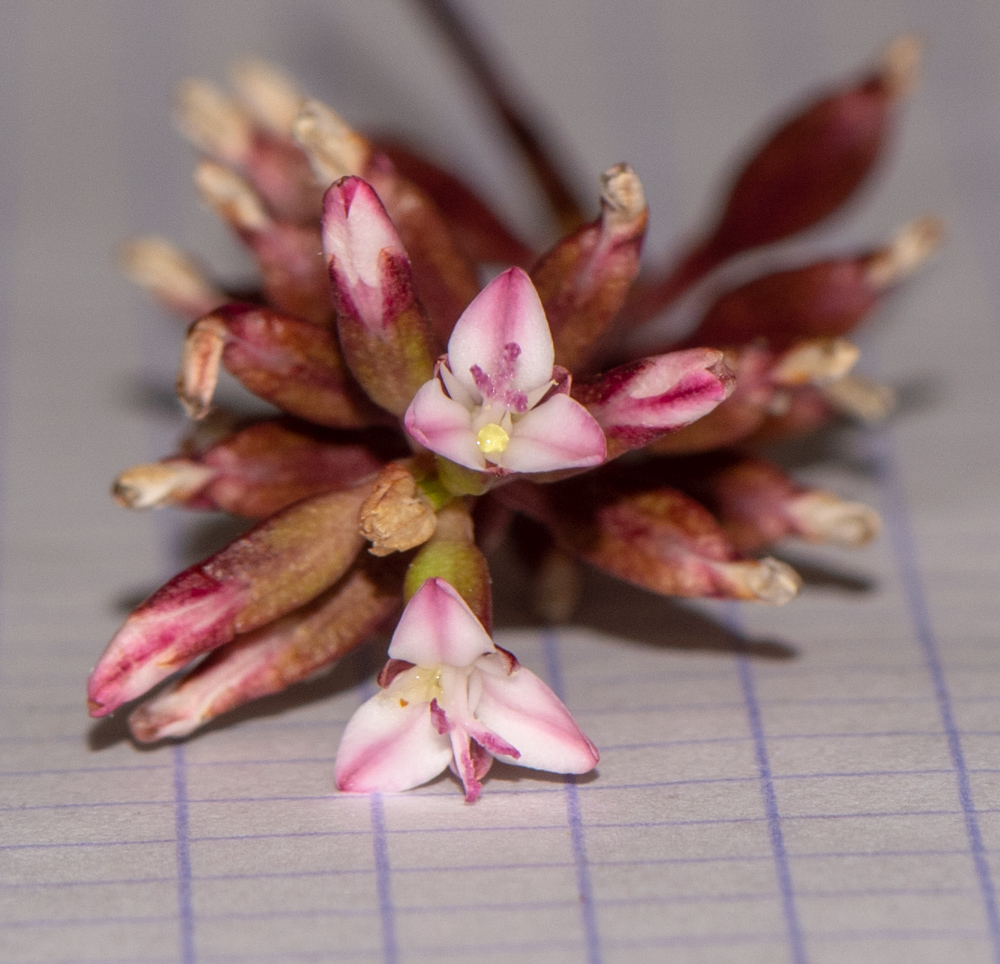 Изображение особи семейство Bromeliaceae.