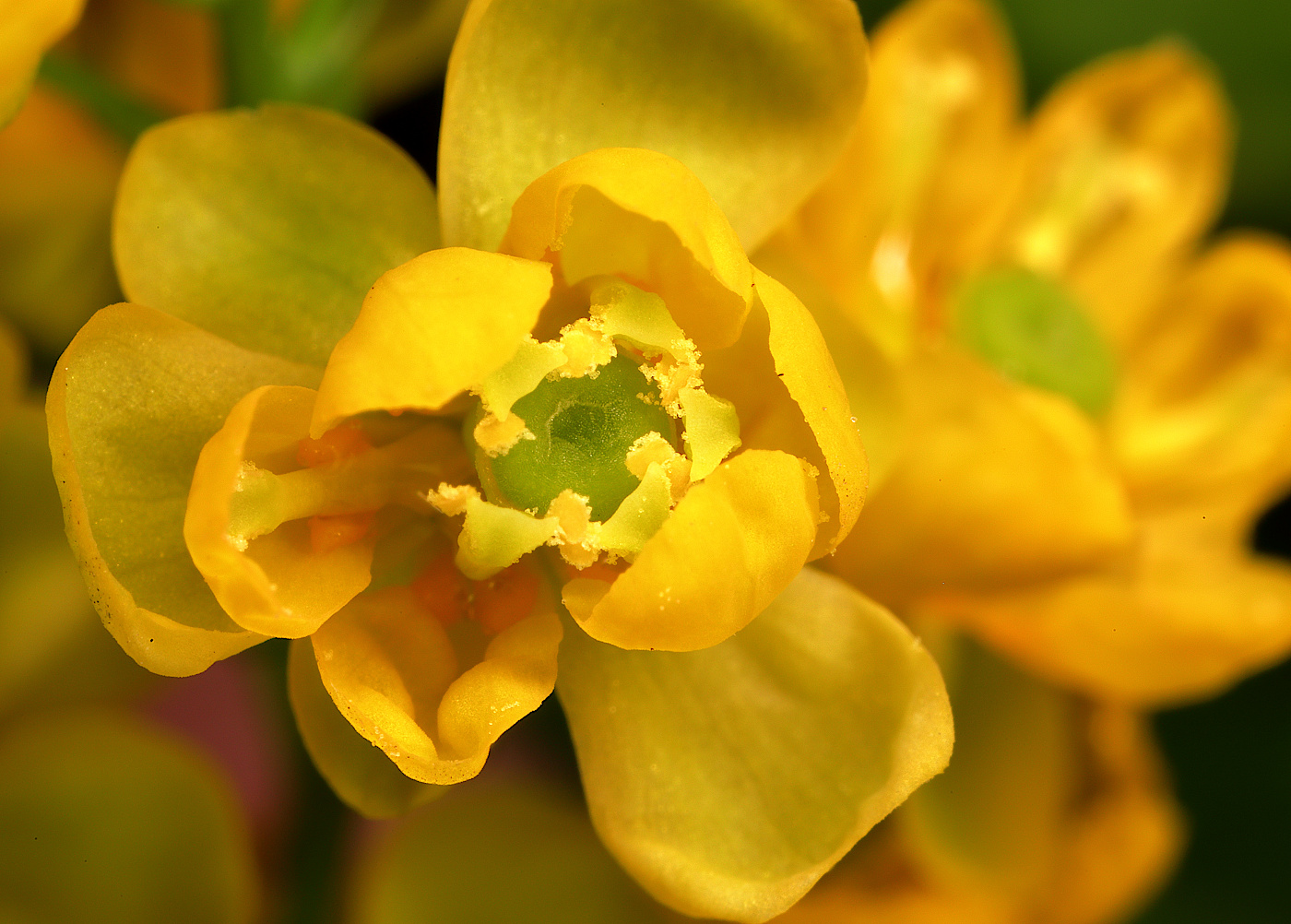 Image of Berberis koreana specimen.