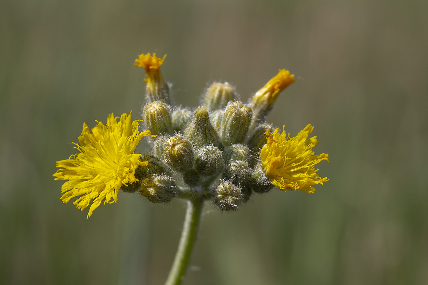 Image of genus Pilosella specimen.