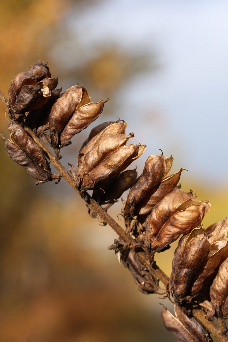 Image of Veratrum lobelianum specimen.