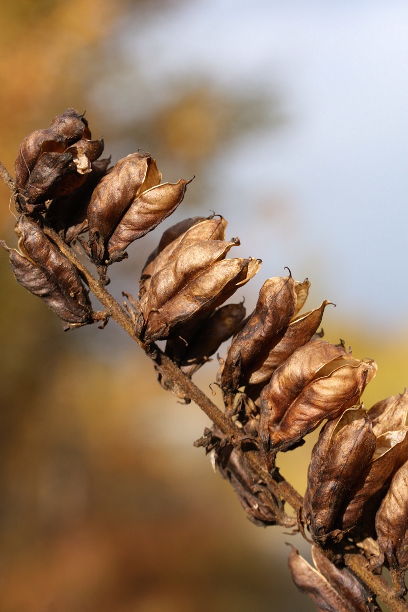 Изображение особи Veratrum lobelianum.