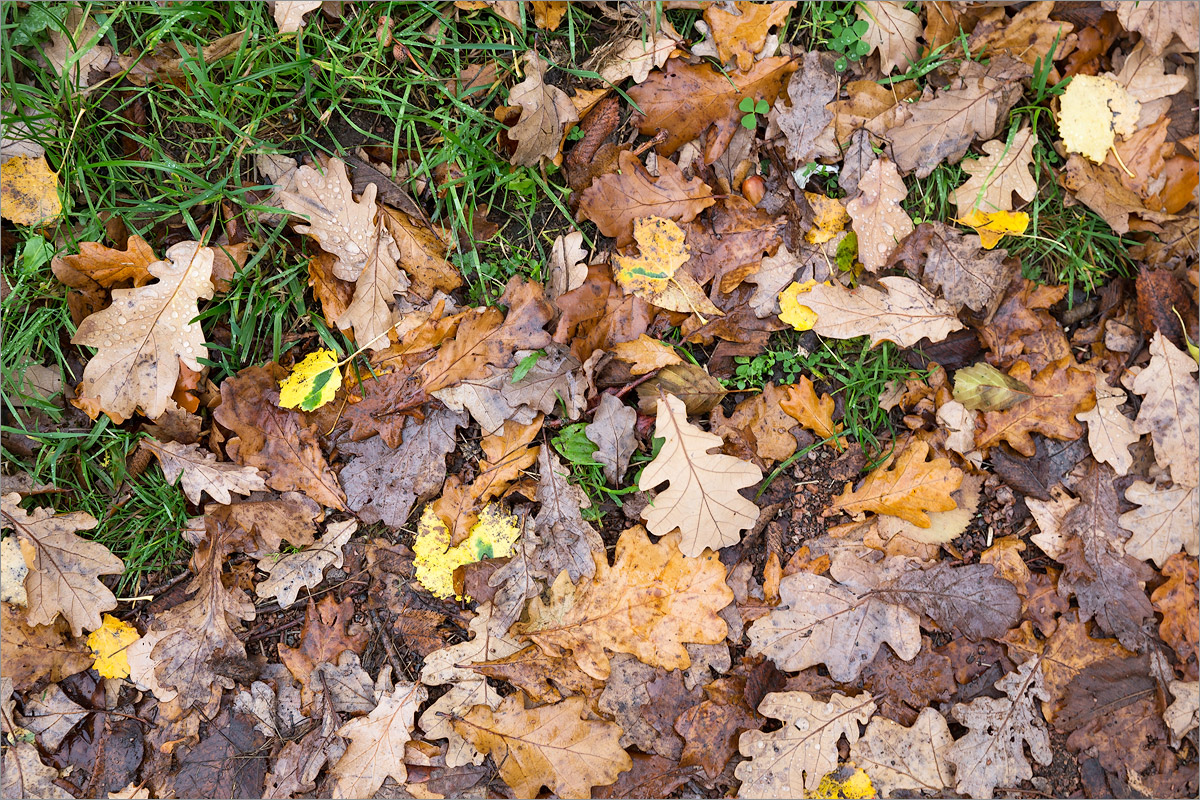 Image of Quercus robur specimen.