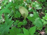 Arum amoenum. Цветущее растение. Северная Осетия, окр. г. Владикавказ, широколиственный лес. 06.05.2021.