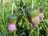 Cirsium pendulum