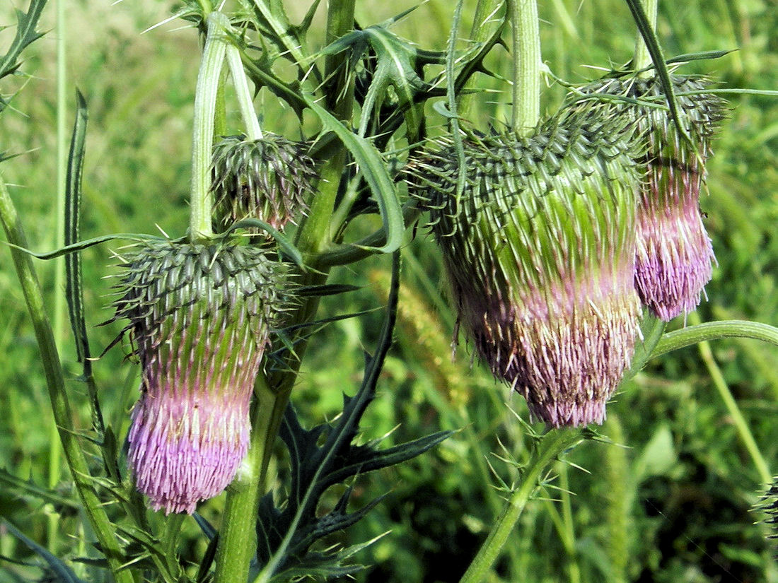 Изображение особи Cirsium pendulum.
