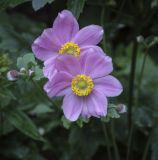 Anemone hupehensis