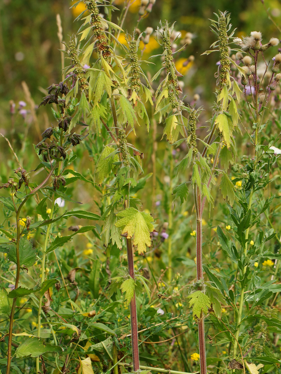 Изображение особи Leonurus quinquelobatus.