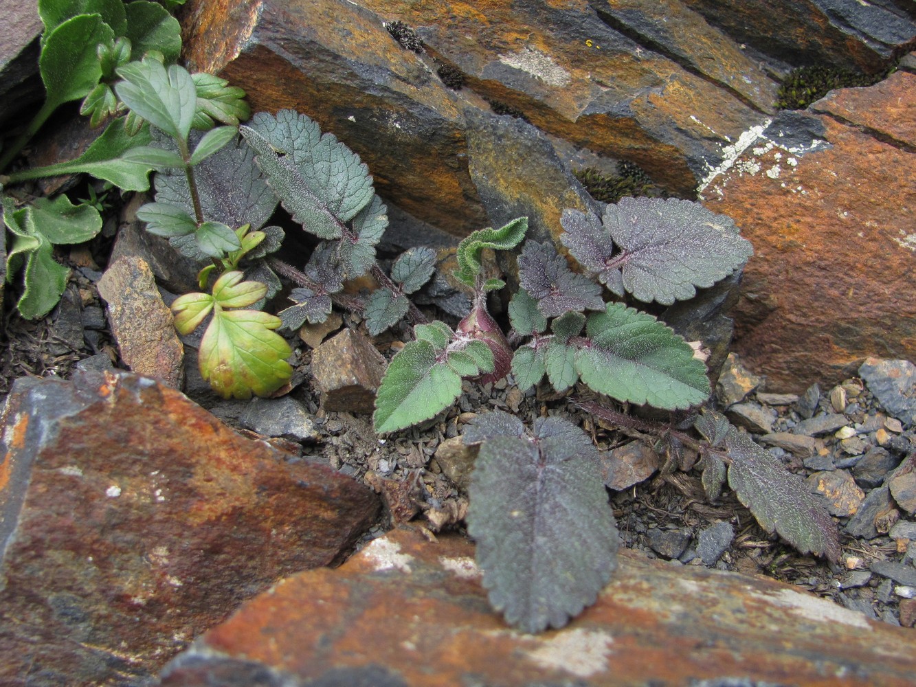 Image of Symphyoloma graveolens specimen.