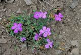 Dianthus chinensis