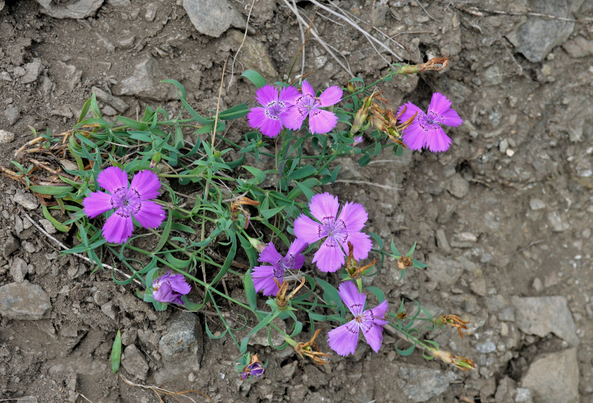 Изображение особи Dianthus chinensis.