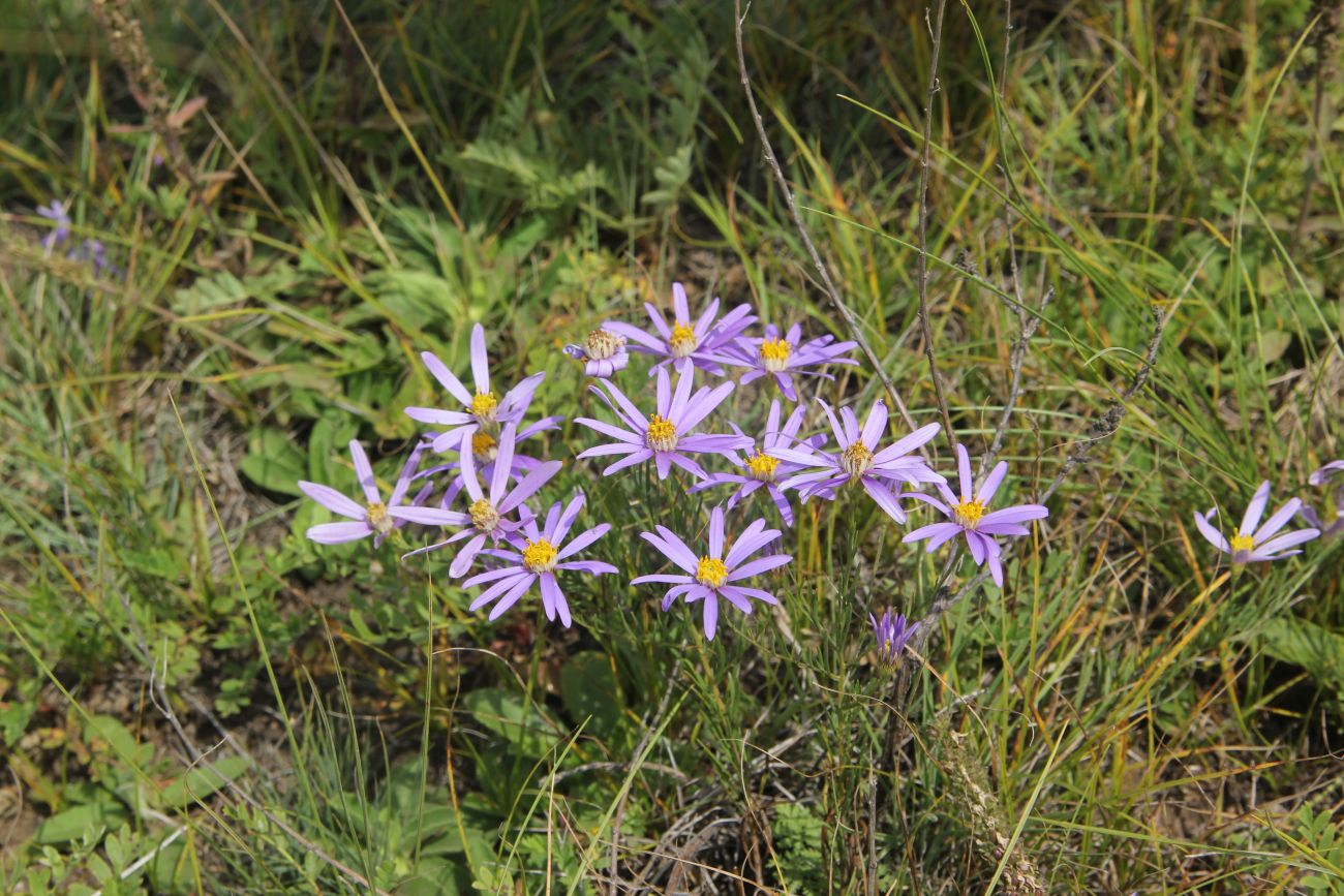 Image of Galatella angustissima specimen.