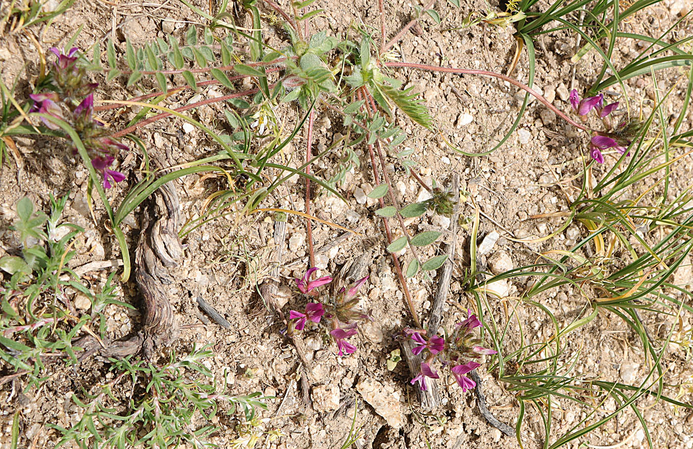 Image of Oxytropis litwinowii specimen.