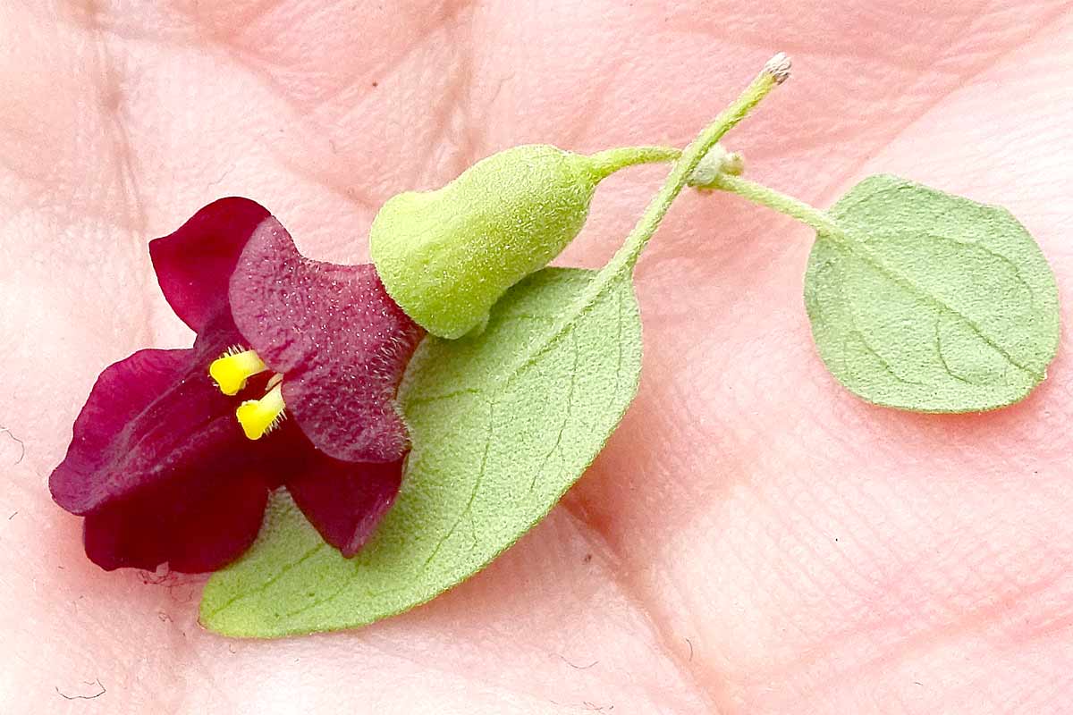 Изображение особи Tinnea rhodesiana.