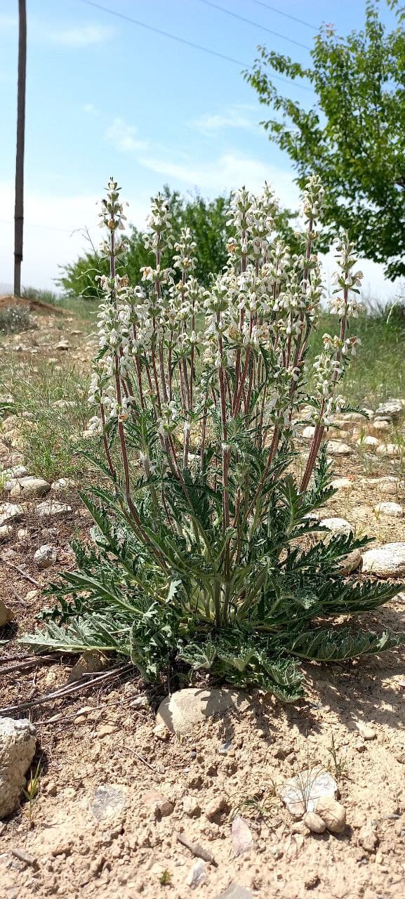 Image of Phlomoides mihaelis specimen.