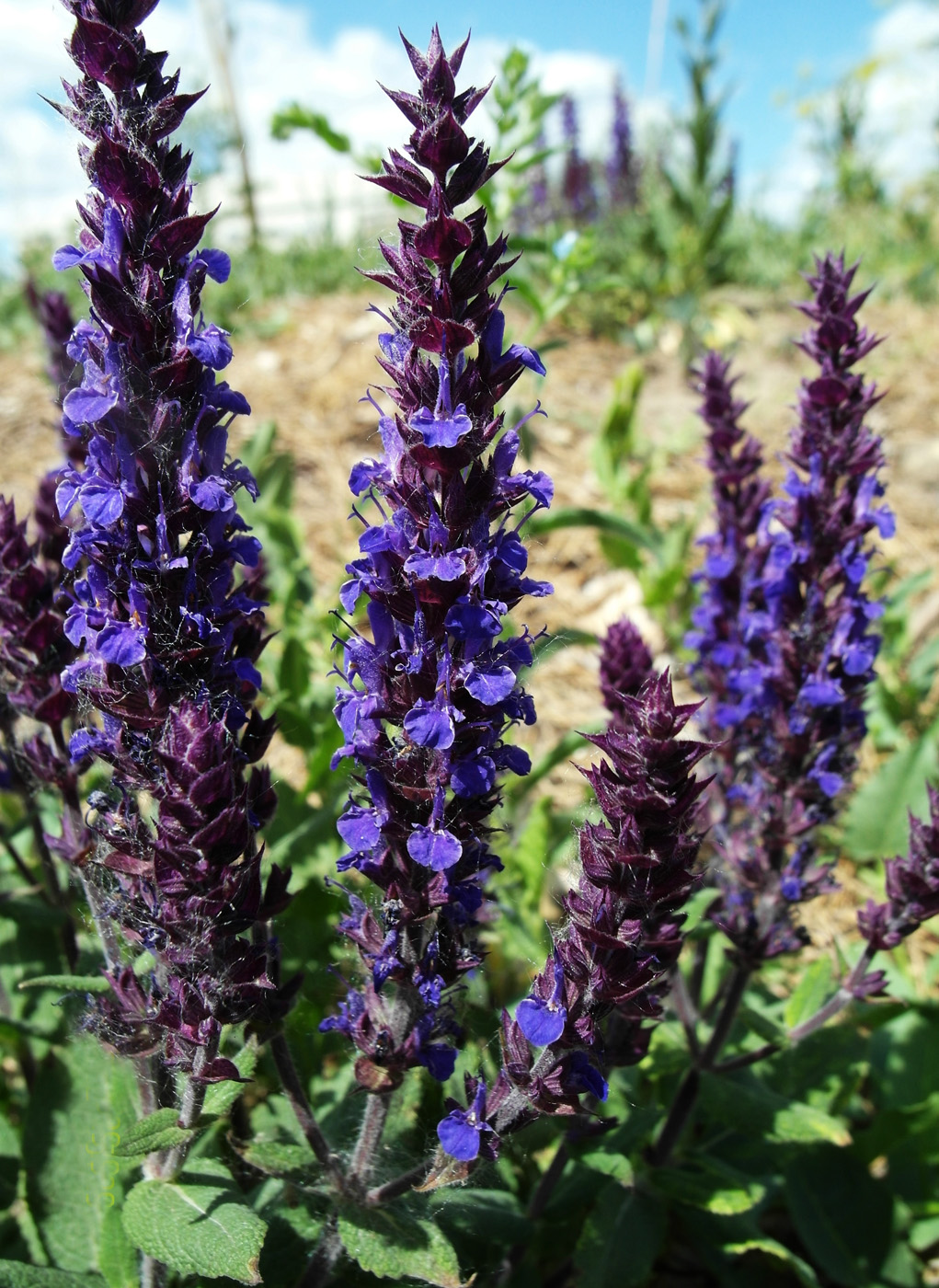 Image of Salvia nemorosa specimen.