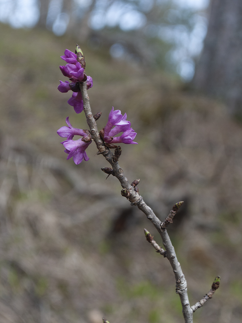 Изображение особи Daphne mezereum.