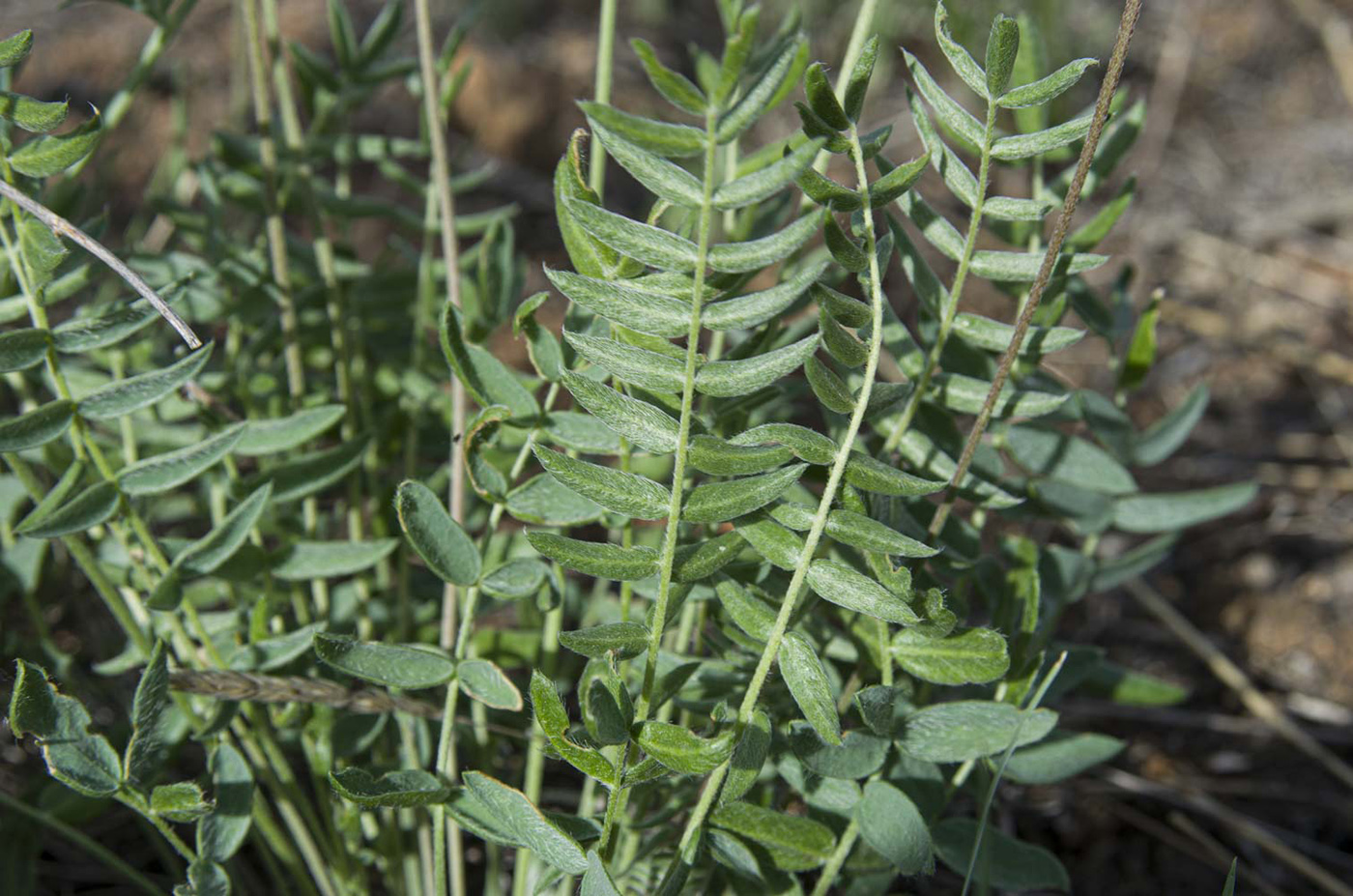 Изображение особи Oxytropis coerulea.