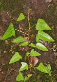 Hedera pastuchovii