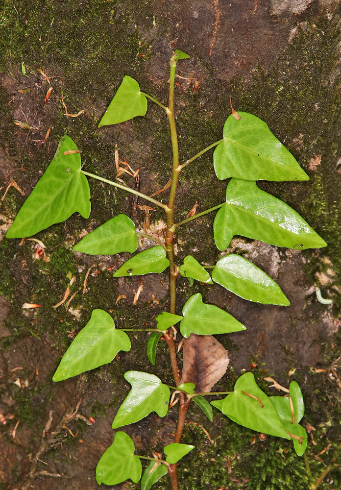 Image of Hedera pastuchovii specimen.