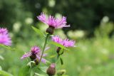 Centaurea phrygia. Верхушки побегов с соцветиями. Санкт-Петербург, Старый Петергоф, парк \"Сергиевка\", поляна среди хвойно-широколиственного леса, сыроватый разнотравно-злаковый луг. 17.07.2022.