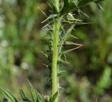 Cirsium vulgare. Часть побега. Тульская обл., Плавский р-н, окр. пос. Молочные Дворы, луг. 31.07.2022.