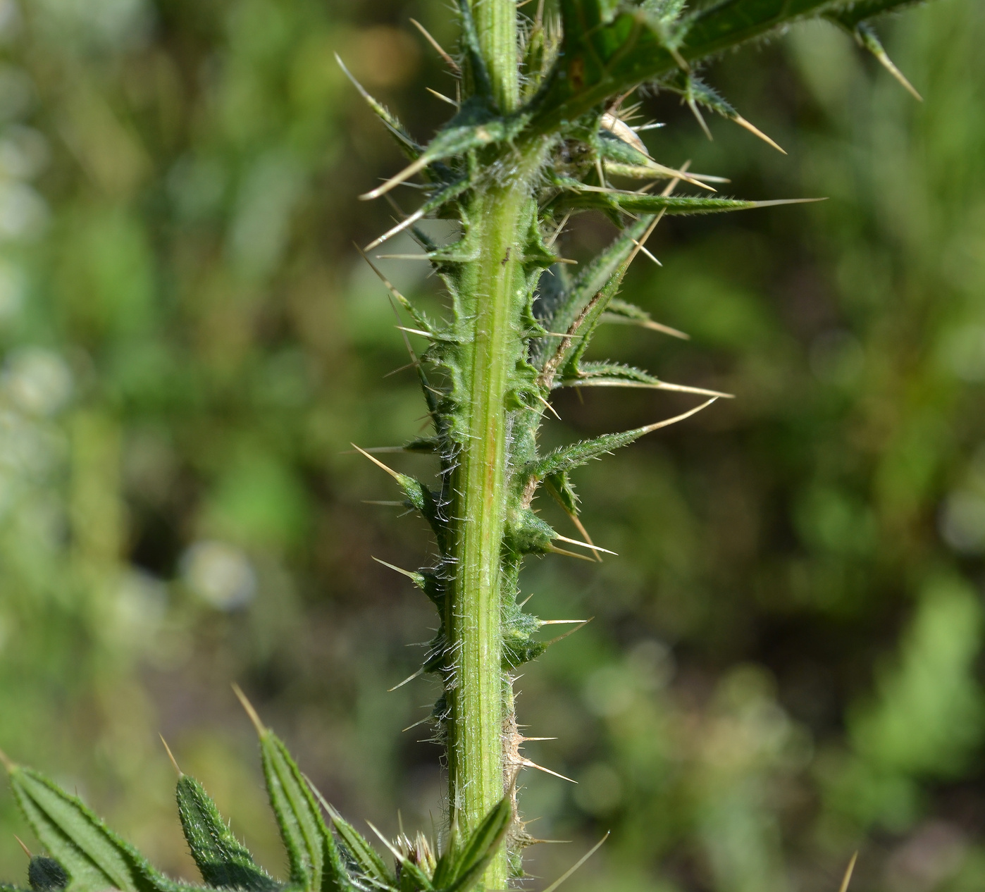 Изображение особи Cirsium vulgare.