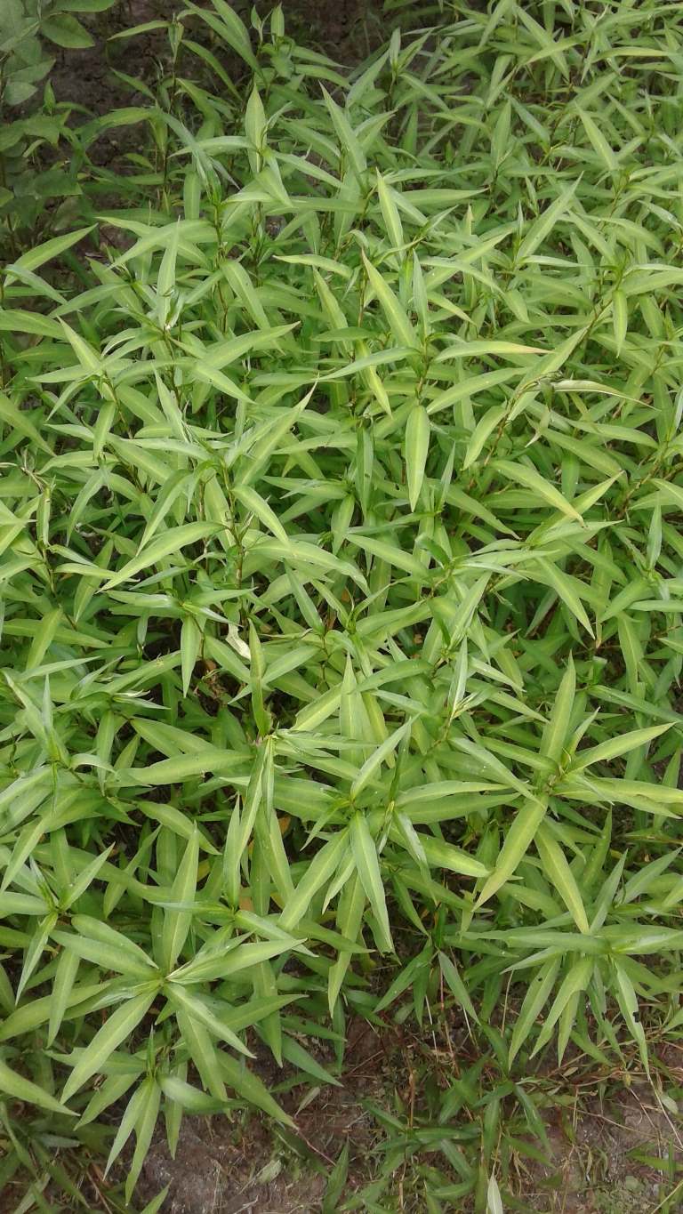 Image of genus Persicaria specimen.
