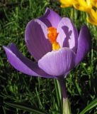 Crocus vernus