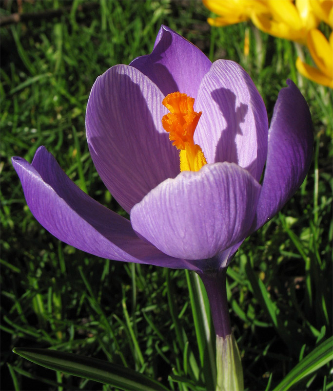 Изображение особи Crocus vernus.