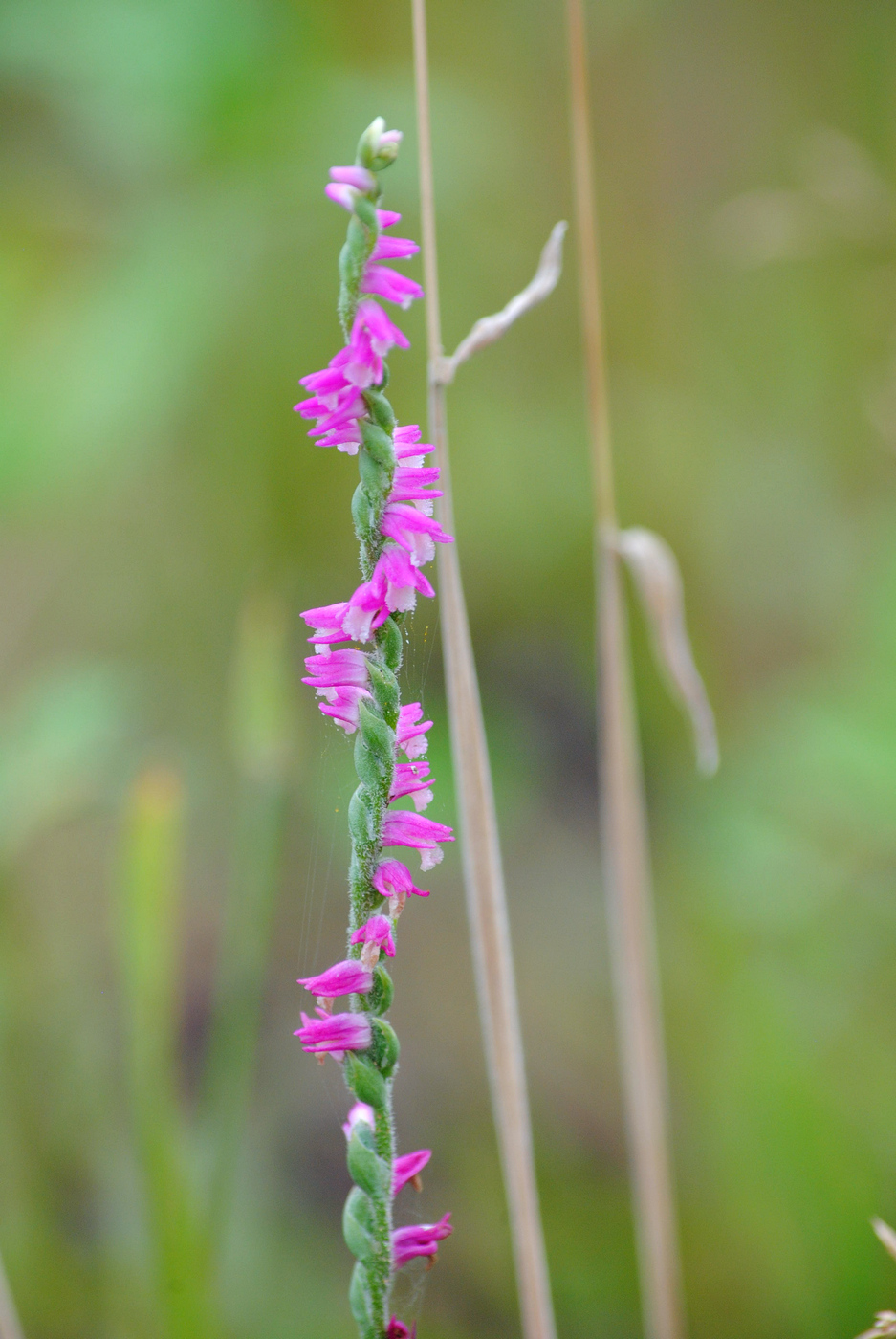 Image of Spiranthes australis specimen.