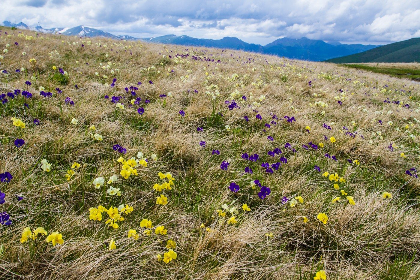 Изображение особи Viola oreades.