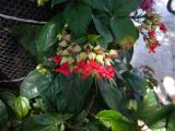 Clerodendrum × speciosum. Соцветие и листья. Таиланд, о-в Пхукет, в озеленении. 27.02.2018.