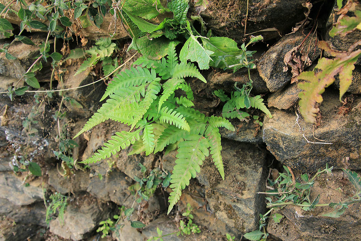 Изображение особи род Pteris.