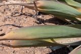 Agave vilmoriniana