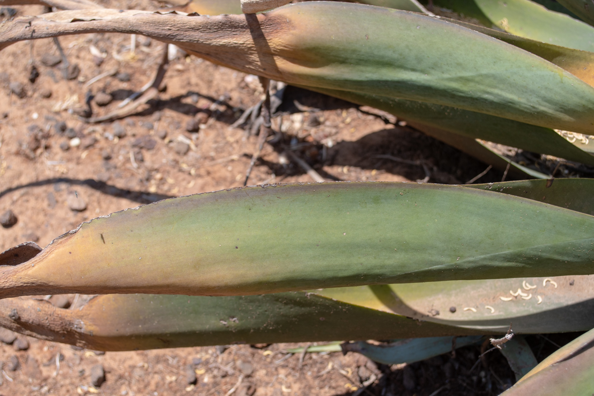 Изображение особи Agave vilmoriniana.