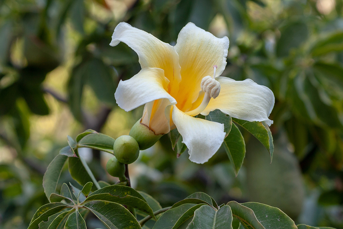 Изображение особи Ceiba insignis.