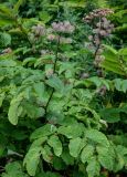 Aralia cordata