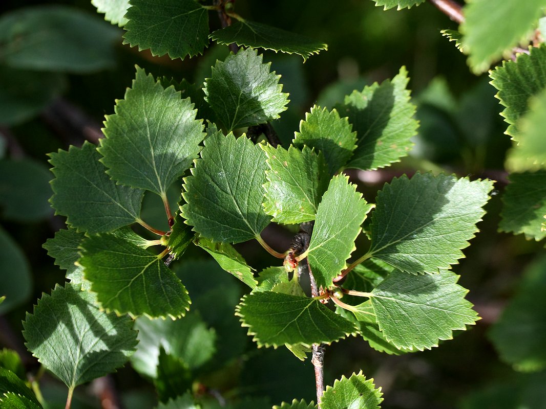 Изображение особи Betula czerepanovii.