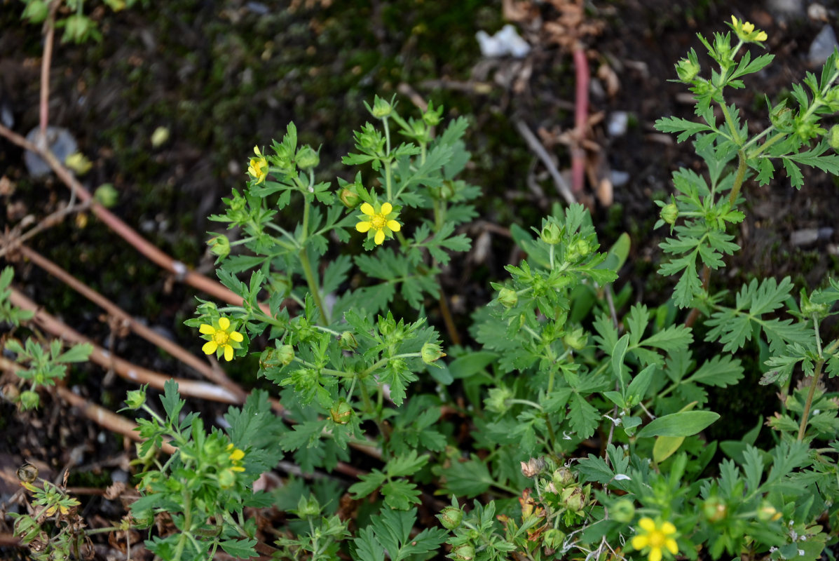 Изображение особи Potentilla supina.